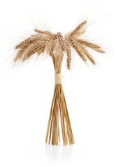 Barley ears on white