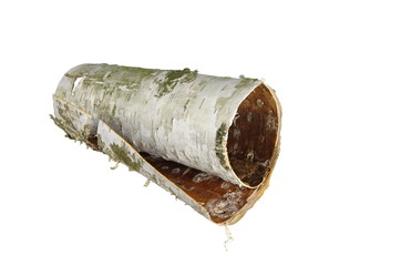 Fototapeta premium rolled up in roll birch's bark