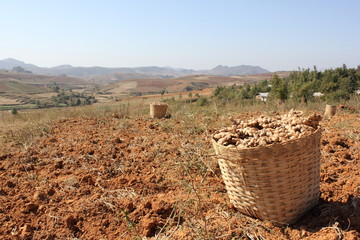 Myanmar , Burma - Ingwer