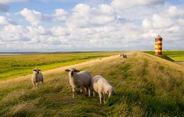 Moutons au phare de Pilsum - Mer du Nord