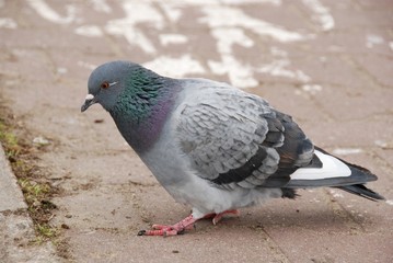 Pigeon