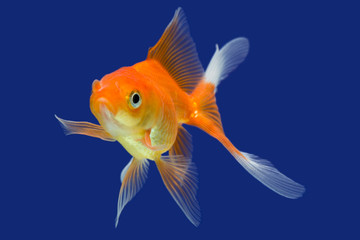 Goldfish