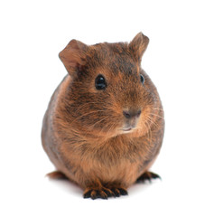 Brown guinea pig isolated on white