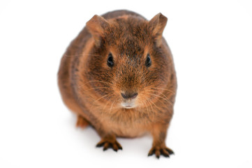 Brown guinea pig isolated on white