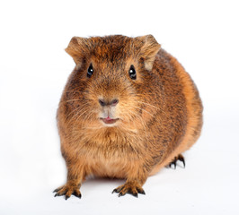 Guinea pig isolated on white