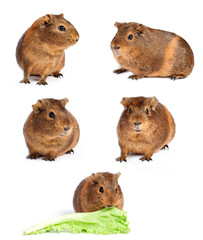 Guinea pig isolated on white