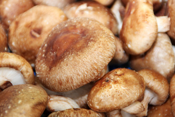 Shiitake