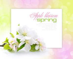 Apple blossom on a festive background with space for text