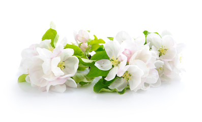 Apple blossom on a white background