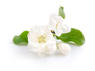 Naklejka na ściany i meble Apple blossom na białym tle
