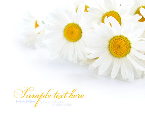 Chamomile flowers on a white background with space for text