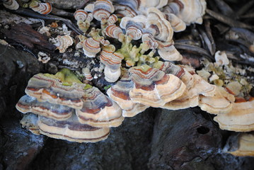 champignons