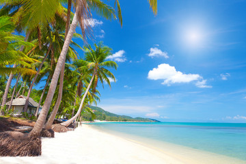 tropical beach with coconut palm