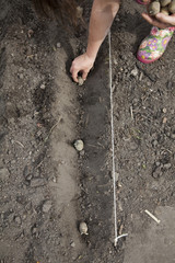 Kartoffeln anpflanzen