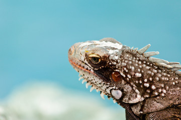 Iguana