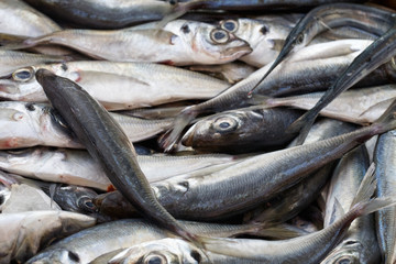 Obraz premium Fresh Sea Bream