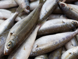 Obraz premium Sea Bream Fish