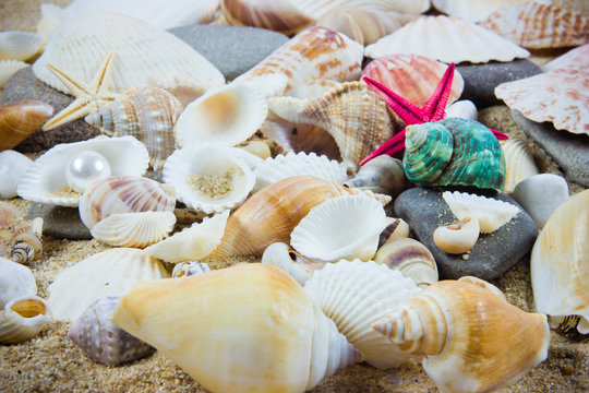 The exotic sea shell . treasure from the sea.