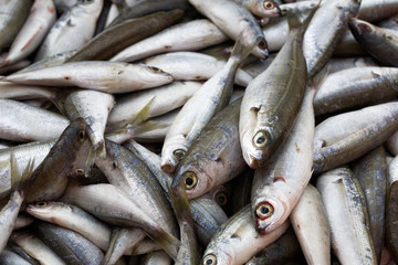 Obraz premium Sea Bream