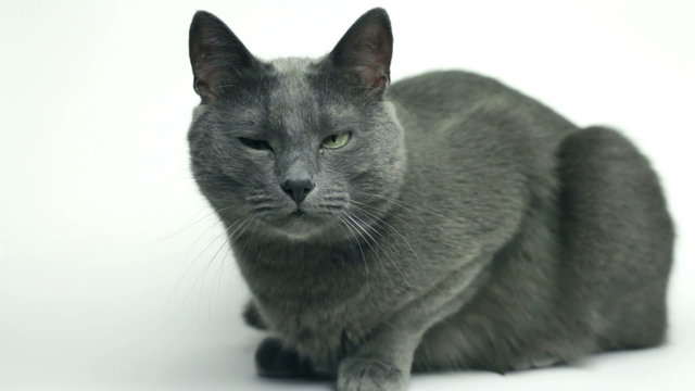 grey cat sitting over white background