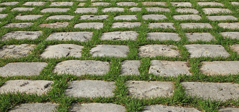 herbe entre pav&eacute;s