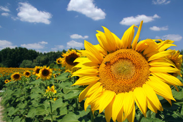 Sunflower and Bee