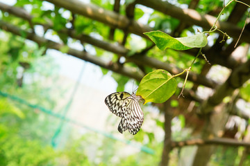 Fototapeta premium Paper kite butterfly