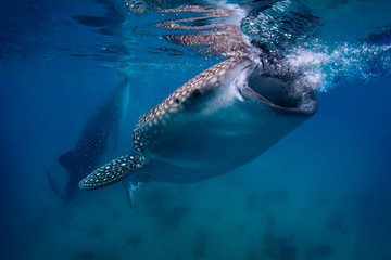 Fototapeta premium Whale shark