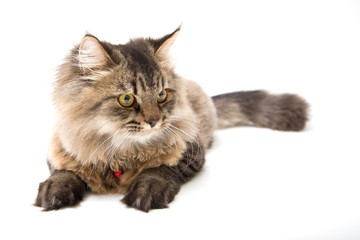 Obraz premium Studio shot of Persian Cat