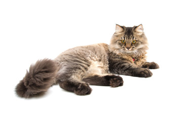 Obraz premium Studio shot of Persian Cat Lay on the Floor