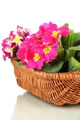 Beautiful pink primulas in basket, isolated on white