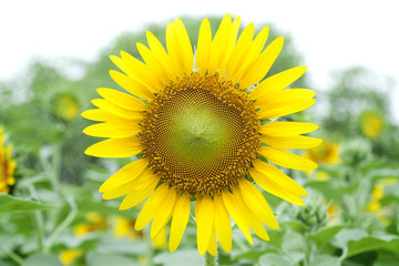 Sunflowers