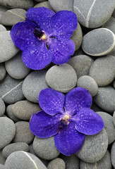 Fototapeta na wymiar two blue orchid on beach pebbles