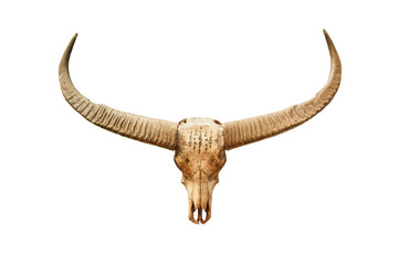 Fototapeta premium Buffalo skull with mystic symbol isolated on white background