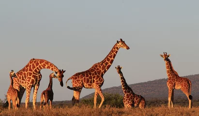 Crédence de cuisine en verre imprimé Girafe Groupe familial de girafes