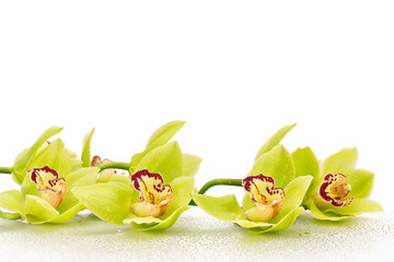 Obrazy na Szkle  Orchidea