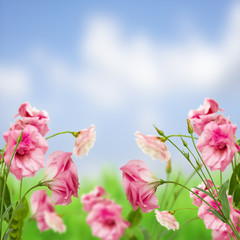 eustoma flower meadow