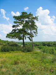 Summer landscape. Two pine-trees on a steep bank