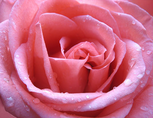 Pink rose with water droplets close up