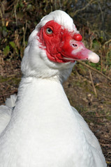 White Muscovy Duck