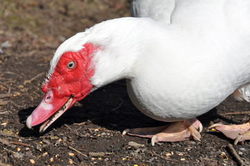 White Muscovy Duck