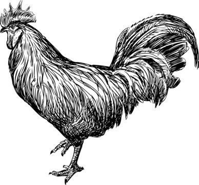 Cock