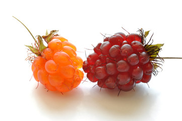 Ripe red and orange wild raspberries