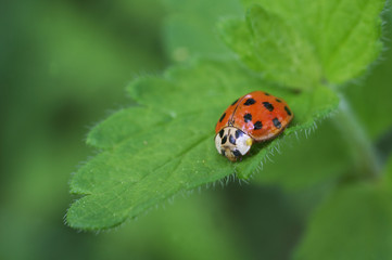 Marienkäfer