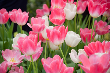 Obraz premium Pink and white colors tulip