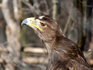 aquila nipalensis - Steppe eagle