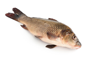 fresh fish isolated on white background