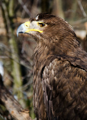 aquila nipalensis - Steppe eagle