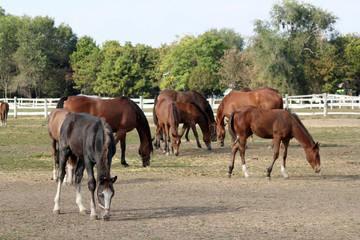 horses and foals on farm