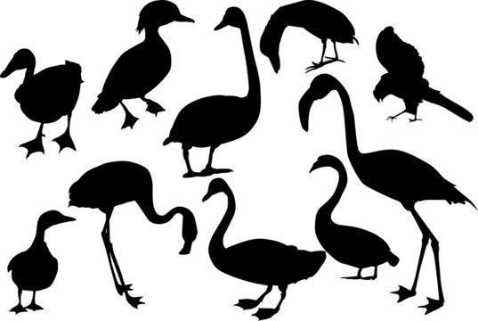 ten isolated black birds
